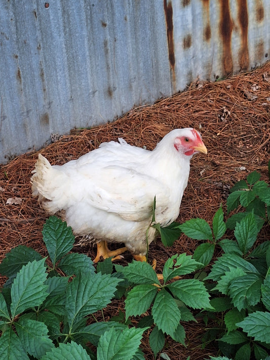 Final Market This Saturday & Winter Pick-Up Schedule