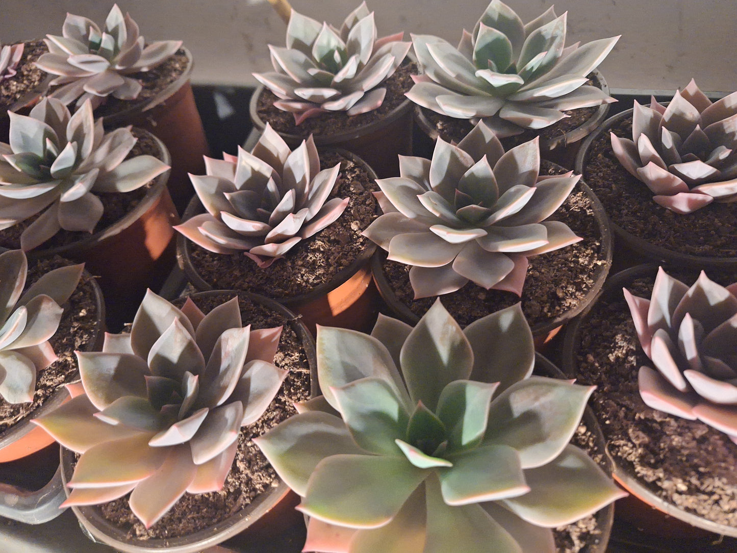 Succulent Plants