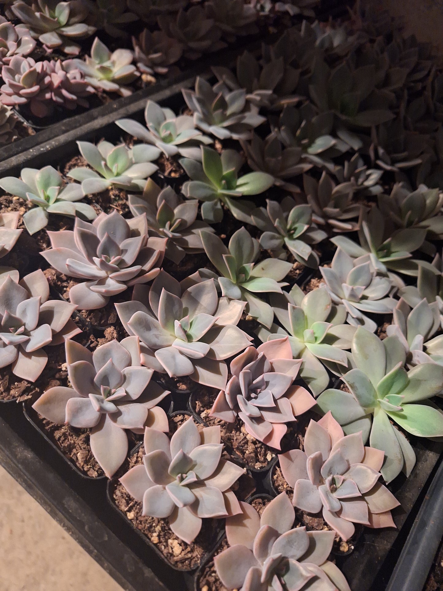 Succulent Plants