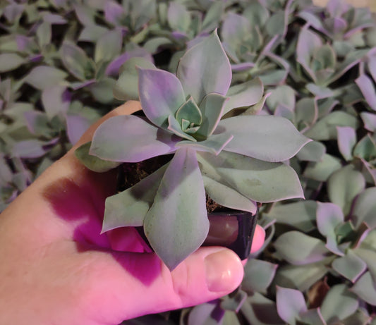 Succulent Plants